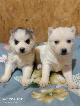Продам щенков сибирский хаски, рассрочка каспи 0 0 12, 0 0 24