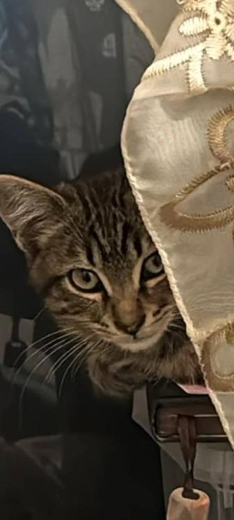 Отдам котенка