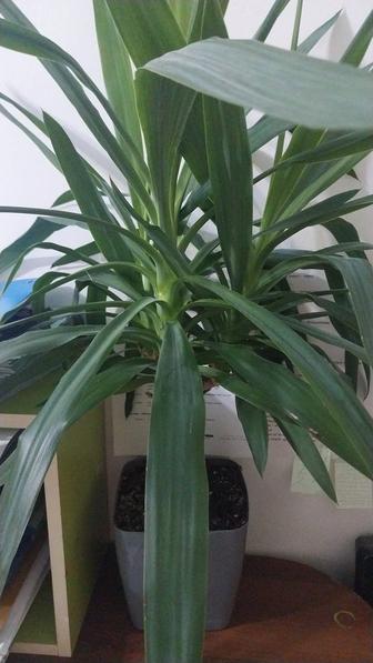 Продам пальму