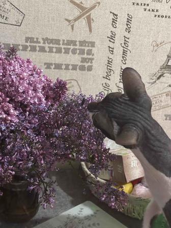 Отдам кошку в добрые руки