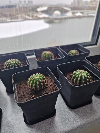 Продаю Кактусы