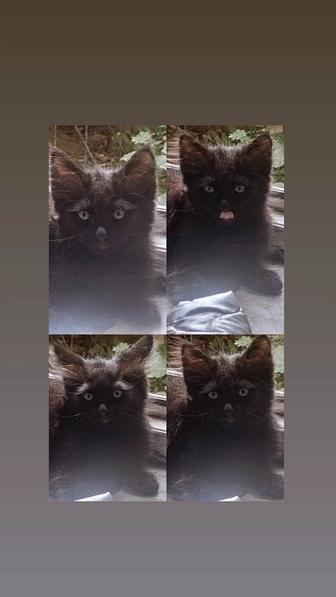 бесплатно отдам в добрые и заботливые руки котенка