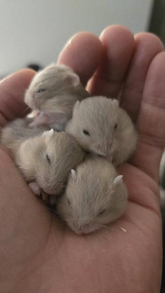 Хомячки джунгарские, малыши