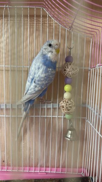 Волнистый попугай