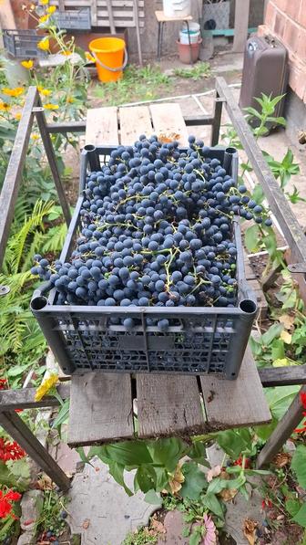 Продам виноград Изабелла