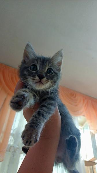 отдам котят