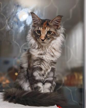 Питомник мейнкун предлагает котенка