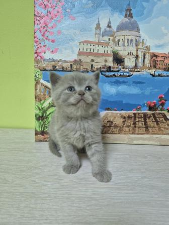 Плюшевые котята по вкусной цене
