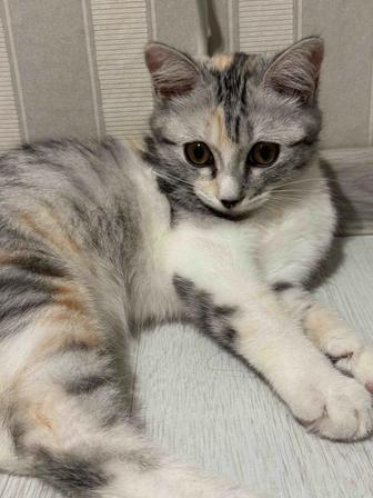 Кошечка 3 месяца