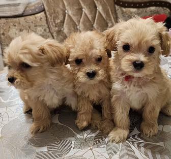 Продам сладусек-мальтипусек