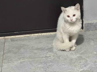 Отдам кошку даром