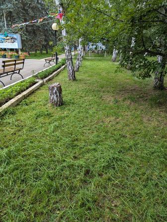 Покос , скос травы