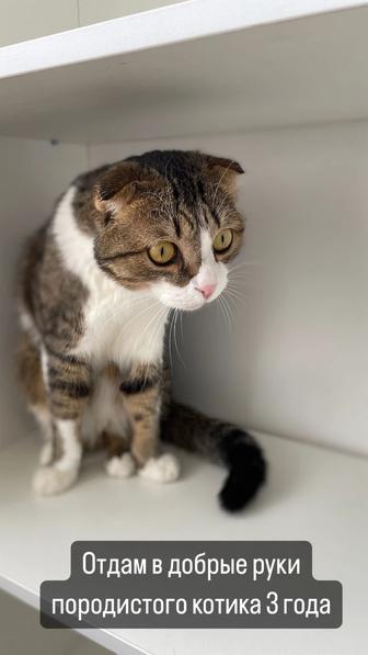 Отдам бесплатно породистого котика