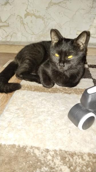 Отдам котика в добрые руки