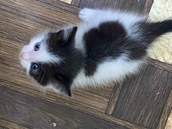 отдам котенка бесплатно
