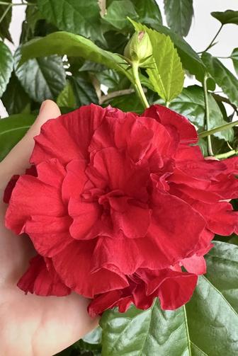 Махровый гибискус красный