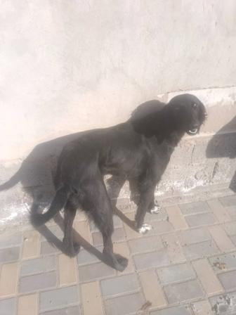 Собака тазы