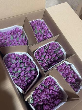 Тюльпан оптом из теплицы