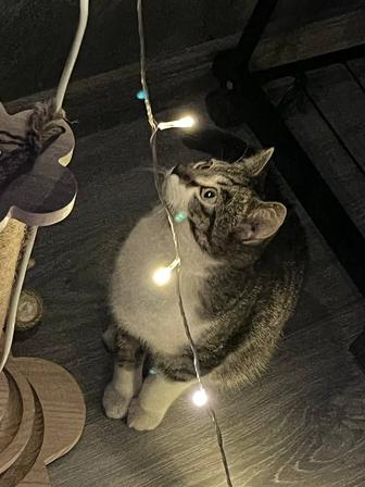 Отдам котенка (девочку) в заботливые руки