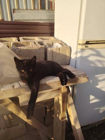 Отдам котенка в хорошие руки
