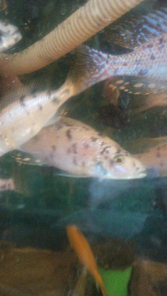 Димидиохромис компрессицепс пятицветный 15см