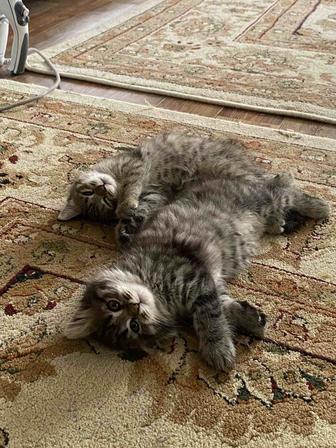Котята в хорошие руки