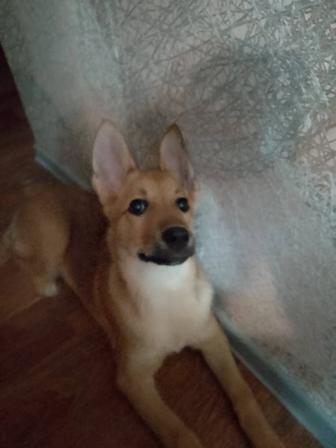 Продам 4 месячного щенка Малинуа ,( бельг.овчарка, щенок - помесь.