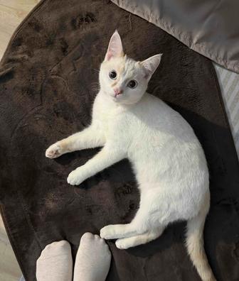 Кот , отдам кота в добрые руки