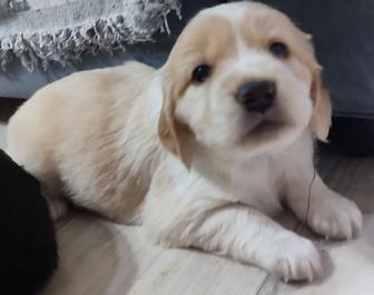 Щенки русского спаниеля