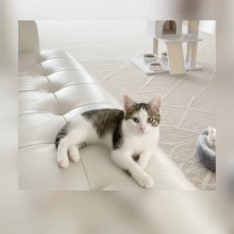 Котенок девочка 6 мес отдается в хорошие руки