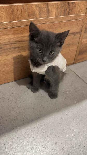 Котенок в добрые руки