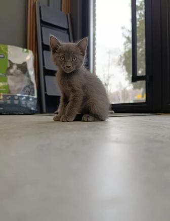 Котенок в добрые руки