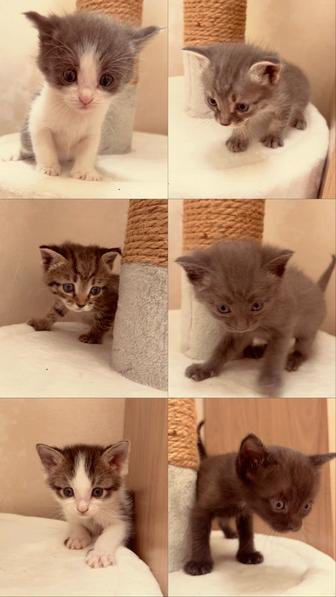 Котята в добрые руки
