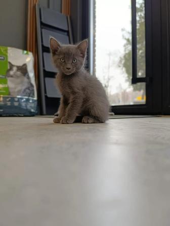 Котенок в добрые руки