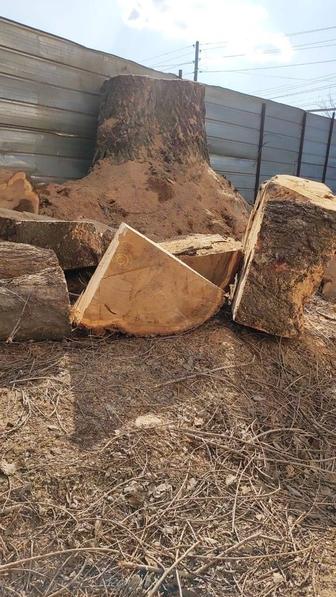 Дрова Карагачь распиленный для шашлыка