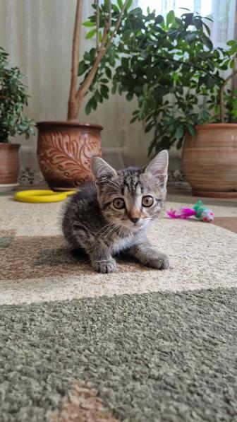 Отдам котенка