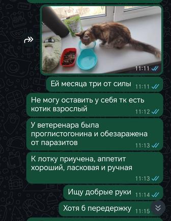Отдам в добрые руки котенка девочку приучена к лотку