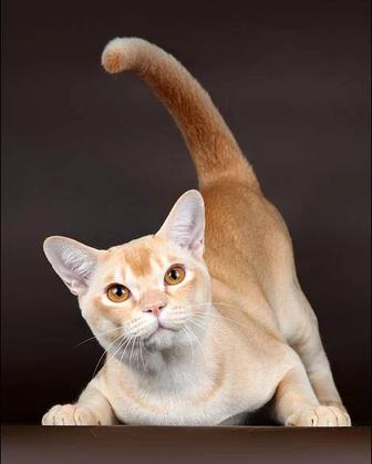 Бурманские Короткошерстные. Котята Vip