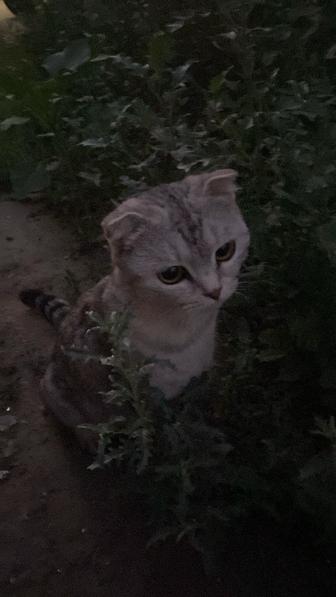 Кошка шотландская