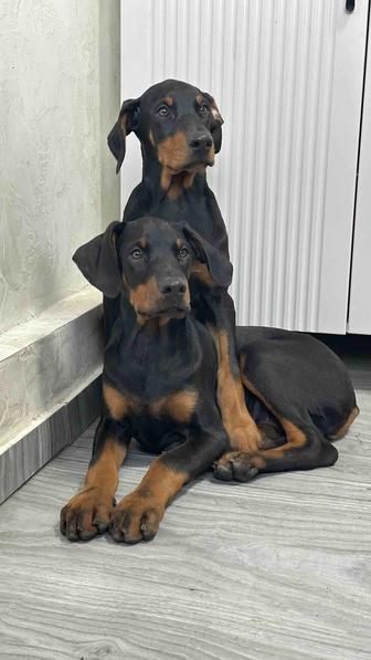 Щенки добермана с документами