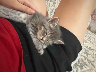 Продается котенок