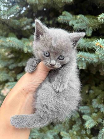 Продам породистых котят