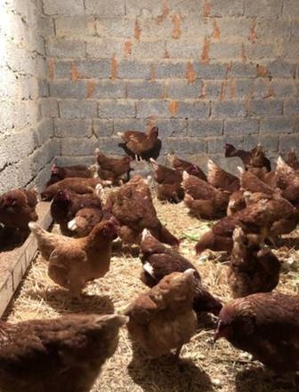 Продам кур несушек и петухов брама