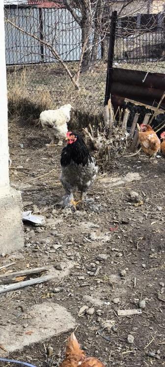 Продам кур несушек и петухов брама