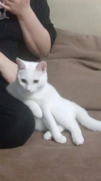 Кот. 6 месяцев