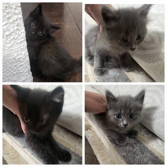 Ищем хозяев для котят