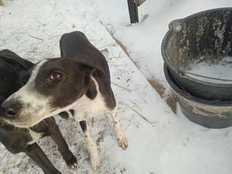 Тазы щенок грей