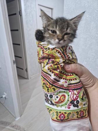 Отдам бесплатно котенка