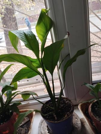 Продам цветы спатифиллум( женское счастье).