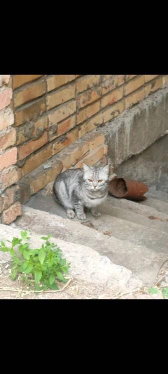 Кот британец